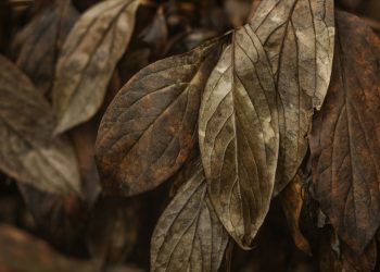 hr outsourcing pros and cons