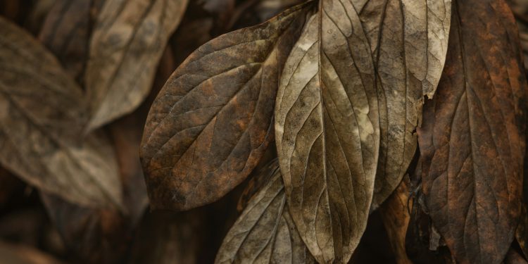 hr outsourcing pros and cons